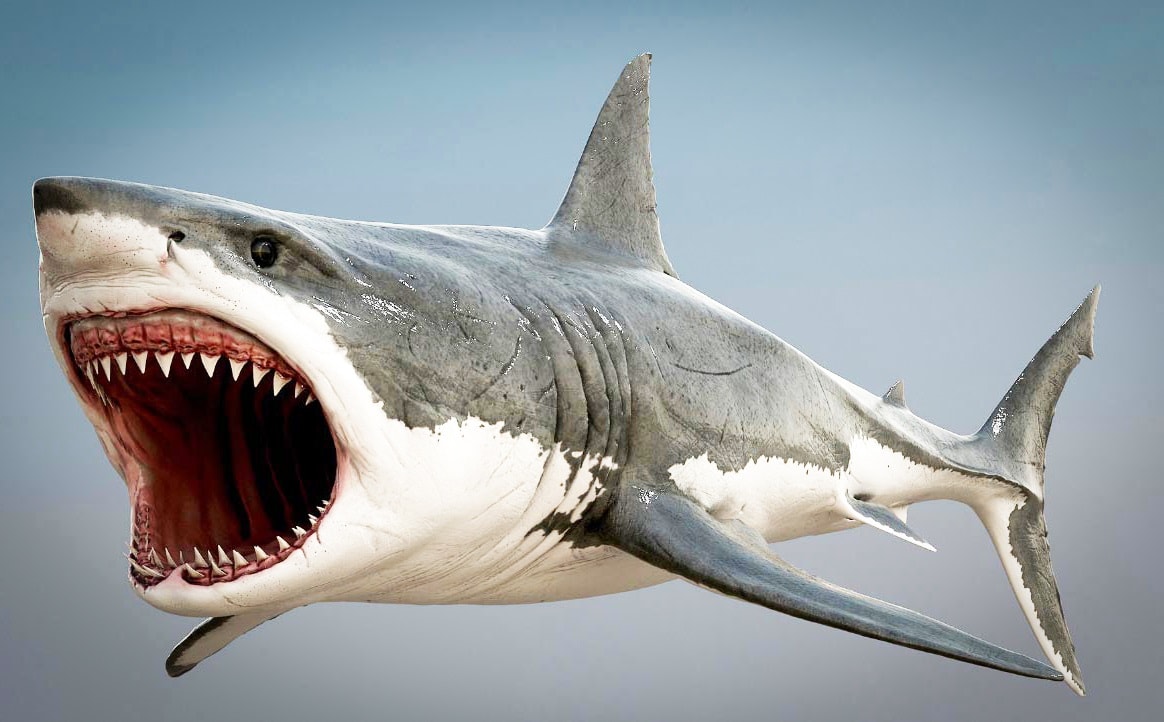 Стоимость визуализации акулы